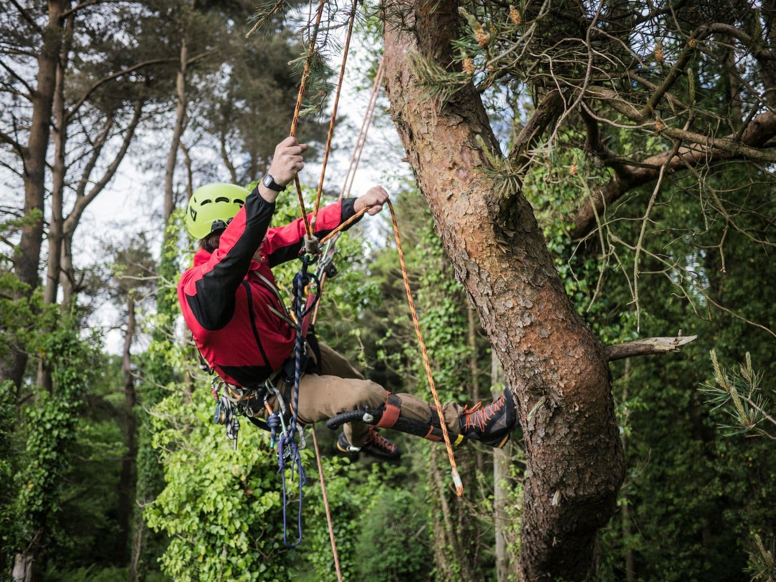 Climber working high in the crown of a large tree