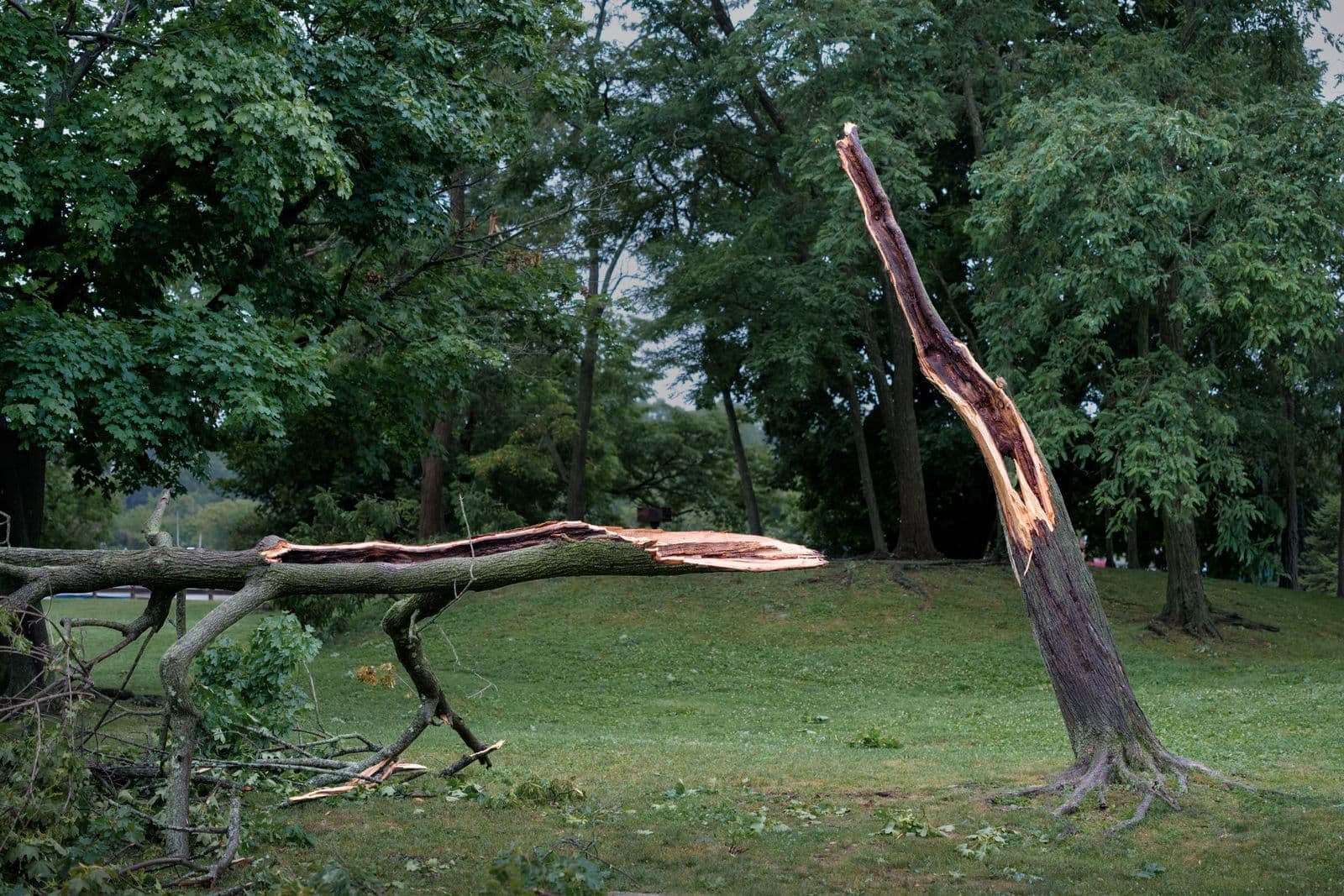 Tree trunk split by a storm with a broken limb on the lawn
