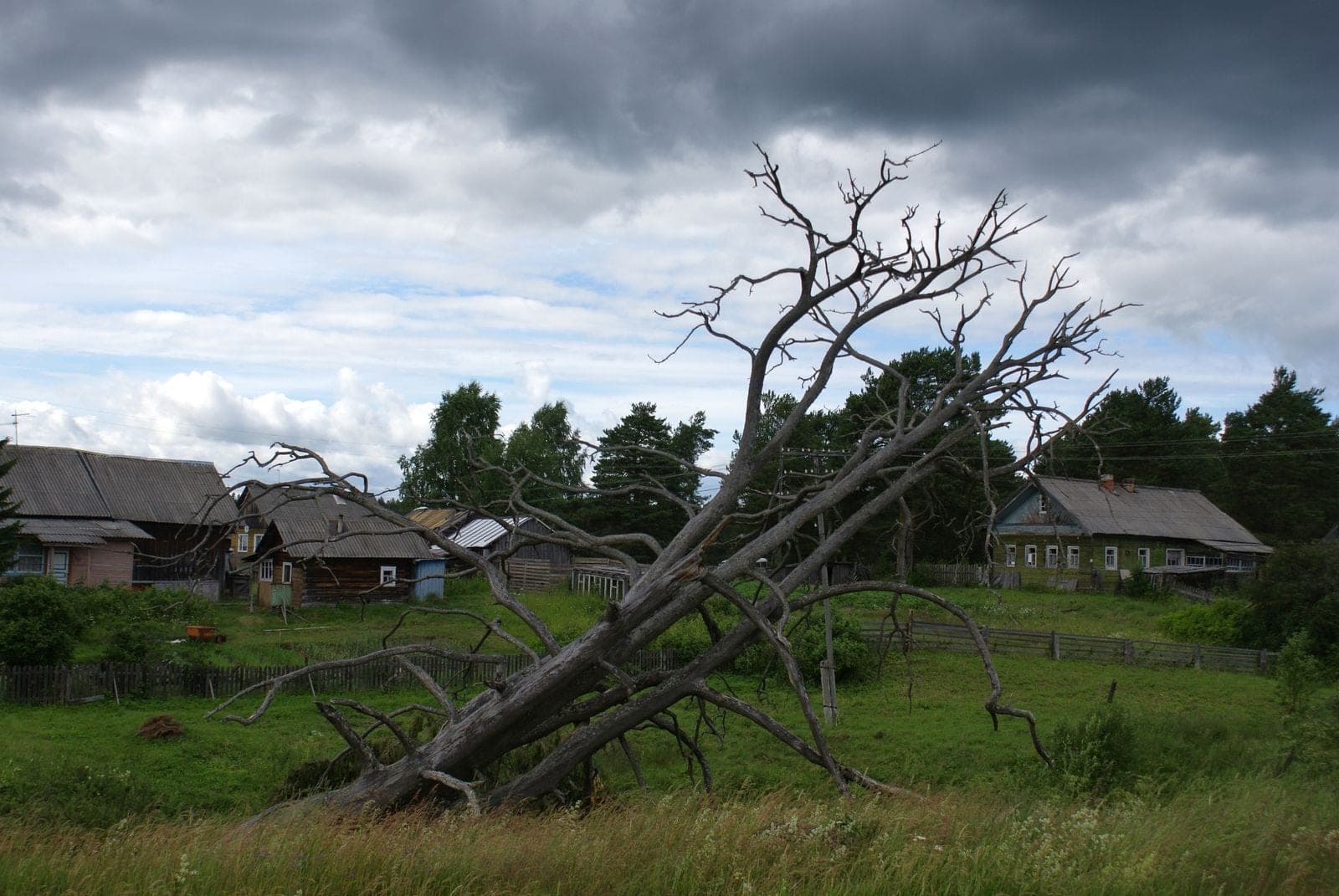 Dead tree leaning over a row of houses
