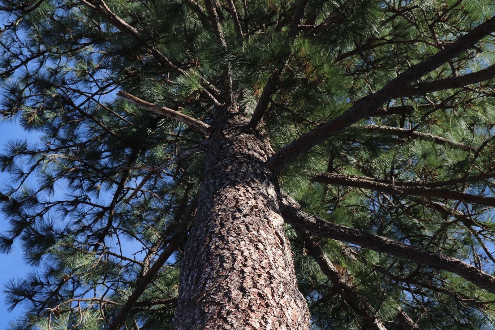 Looking up the trunk of a tall pine into its crown