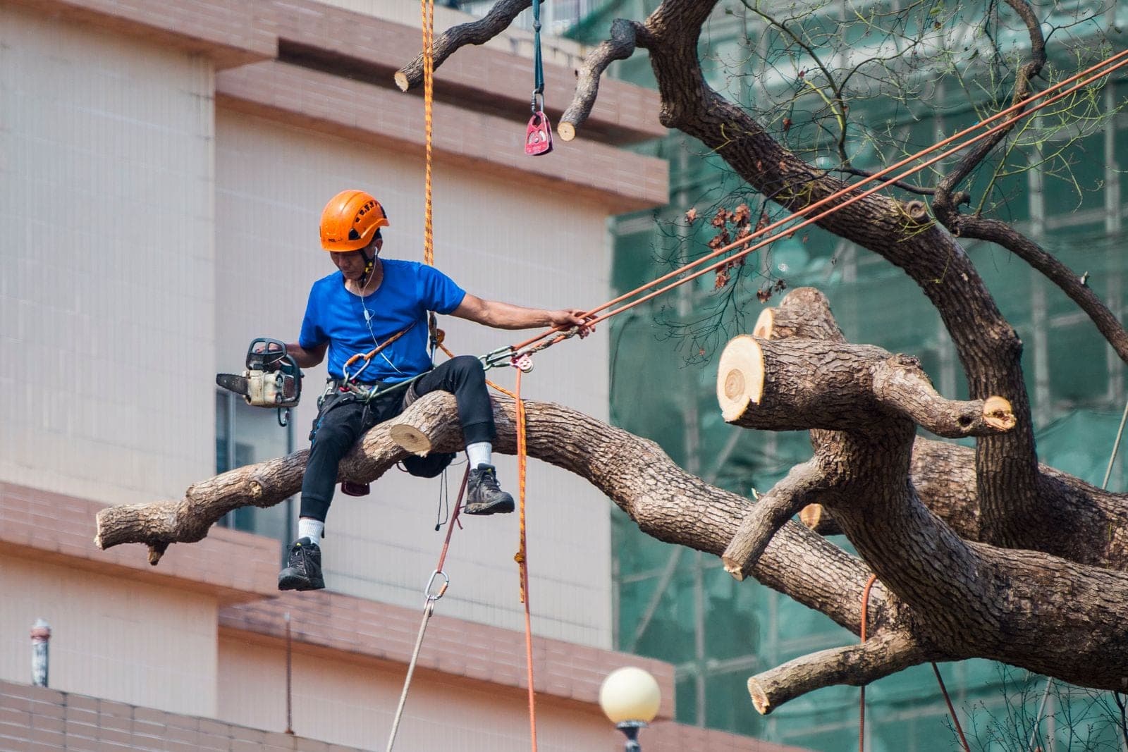 Arborist on ropes cutting a large limb next to a building
