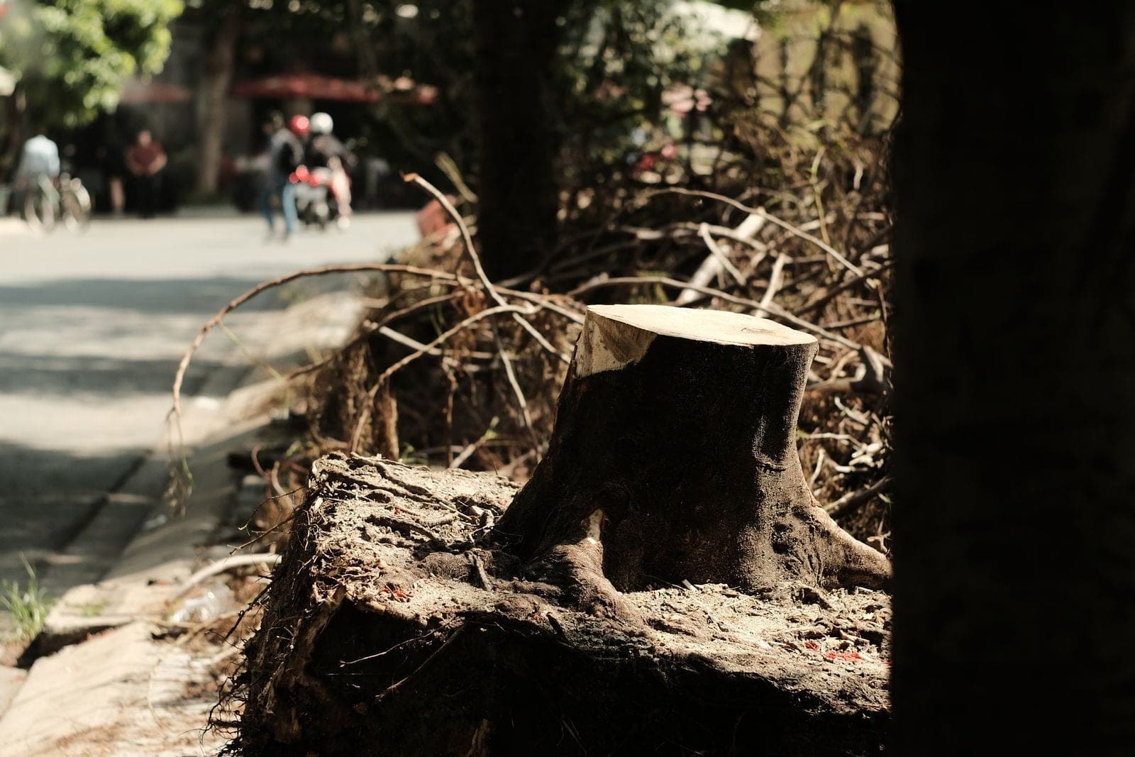 Freshly cut tree stump beside a path