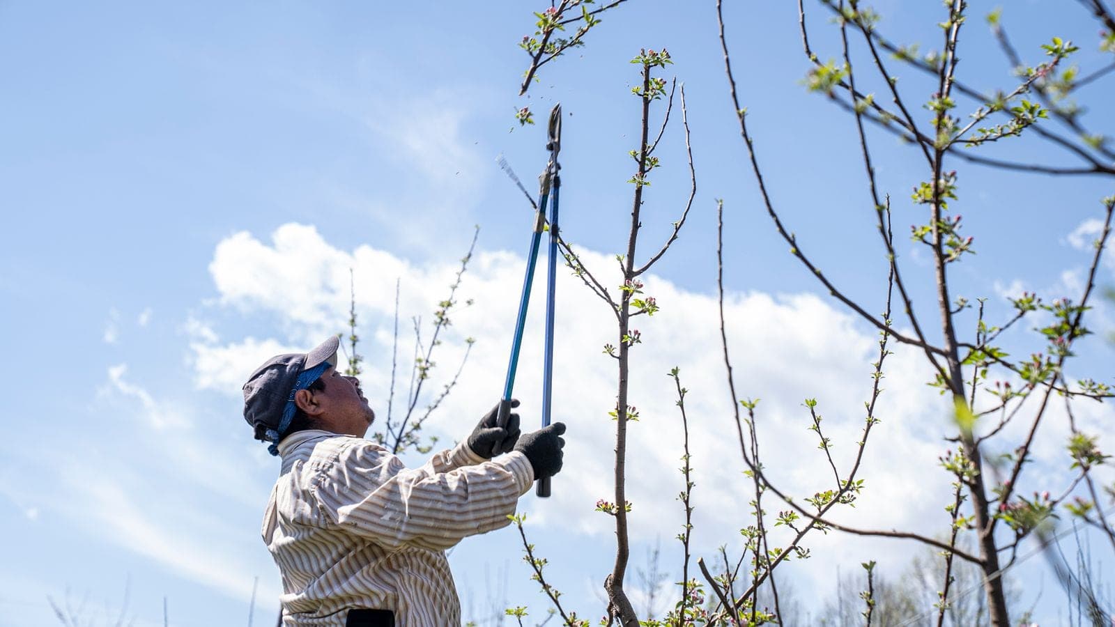Worker pruning a fruit tree with long-handled loppers