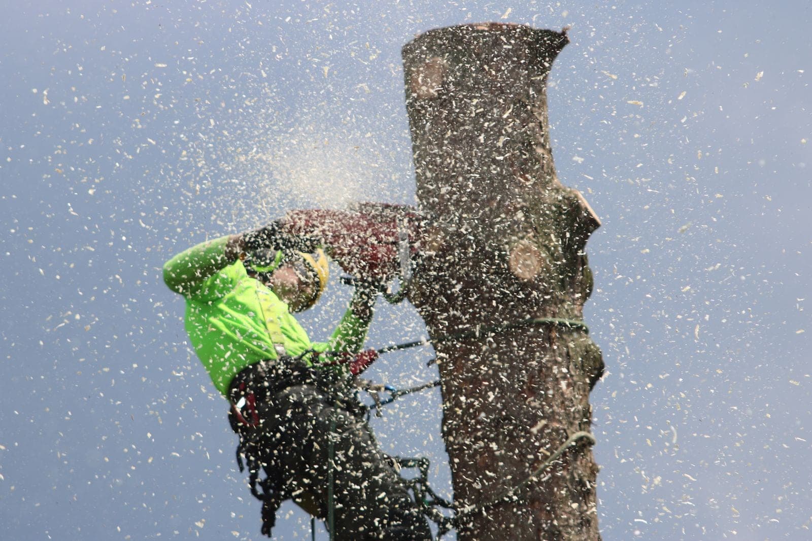 Climber cutting through a trunk with sawdust flying