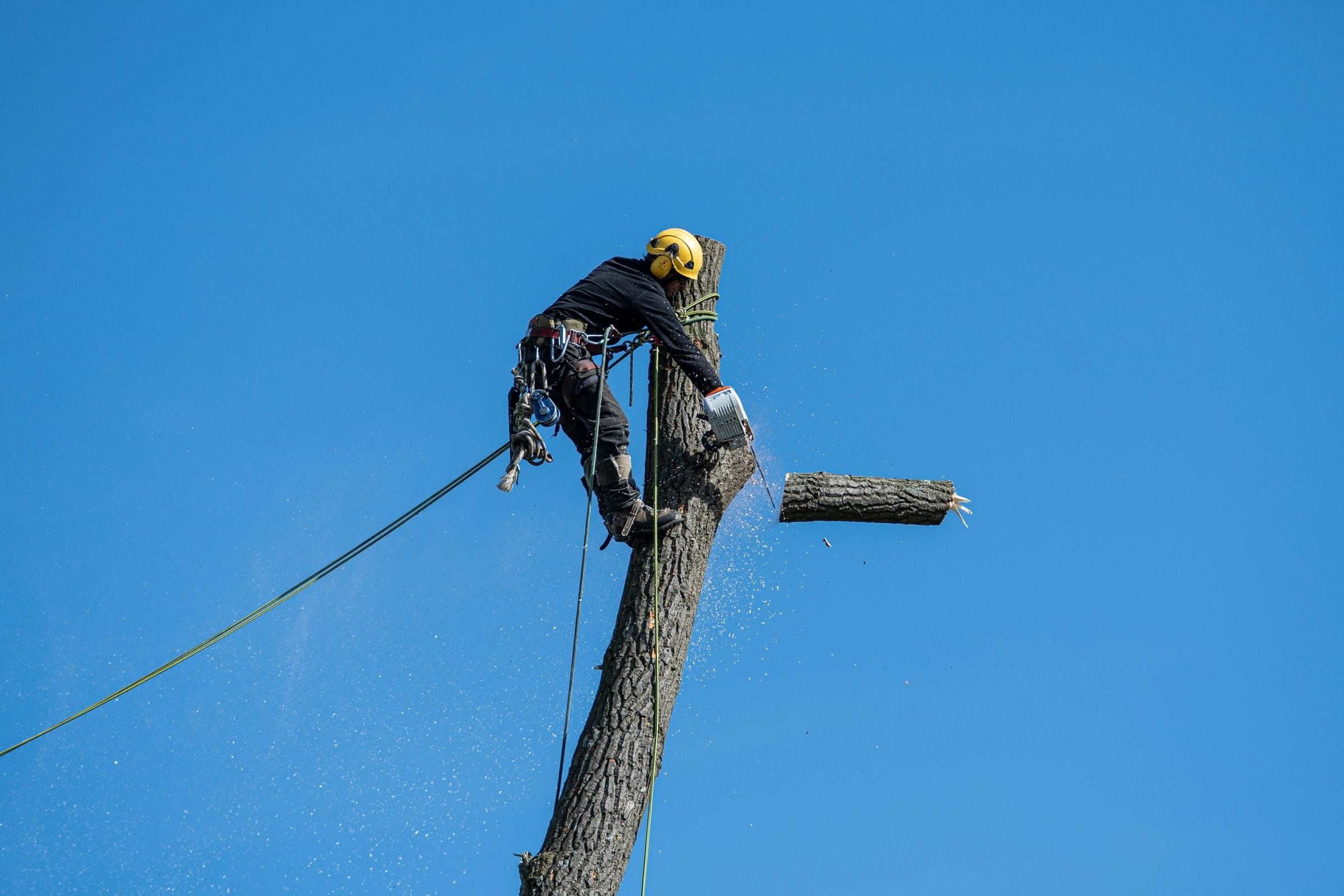 Arborist roped in at the top of a tall trunk lowering a cut section