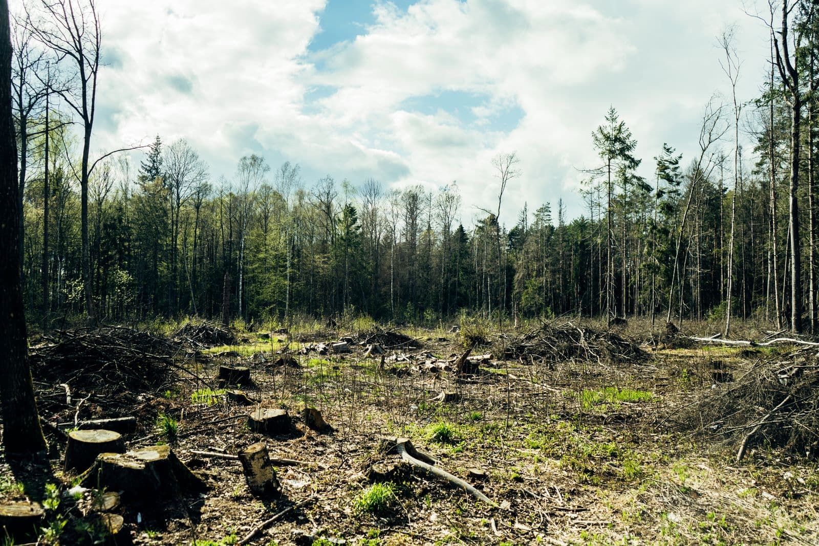 Forest edge with cut stumps after trees were removed