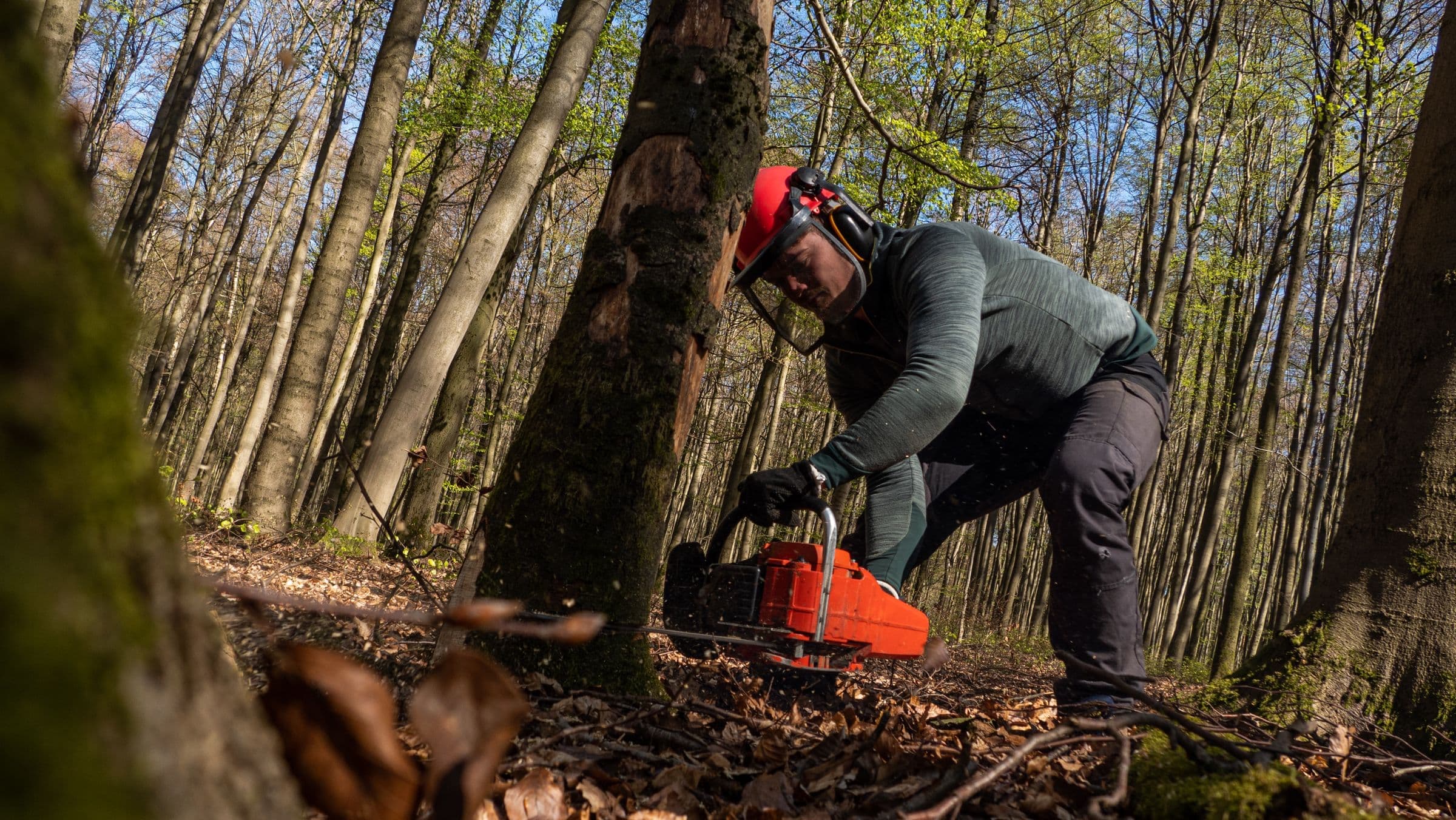 Arborist in safety gear cutting a fallen tree with a chainsaw